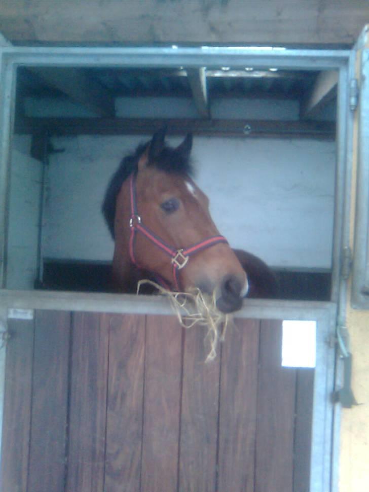 New Forest Don Juan <3 *red engang* - 15# Til Strk, jeg elsker dig donse! <3 :D billede 15