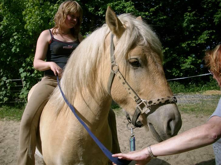 Anden særlig race Basse billede 11