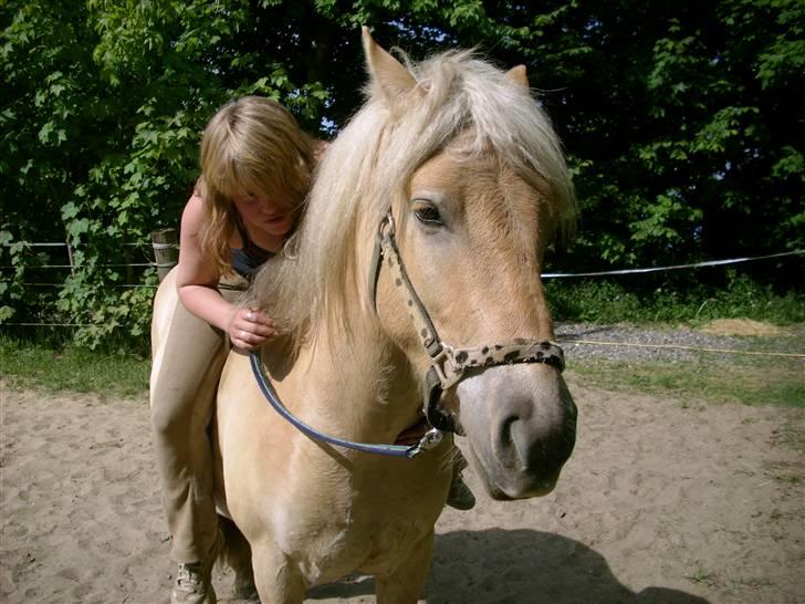 Anden særlig race Basse billede 12