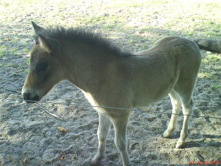 Islænder Flaga billede 1