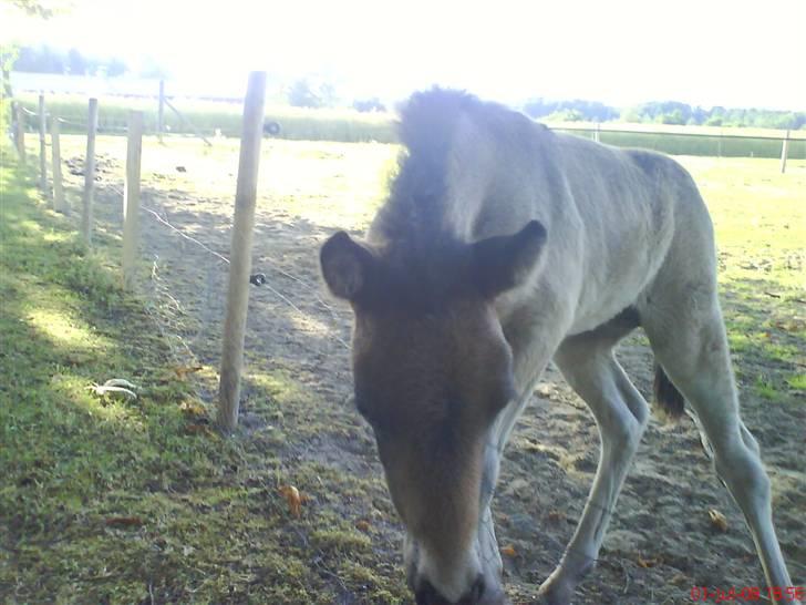 Islænder Flaga billede 2