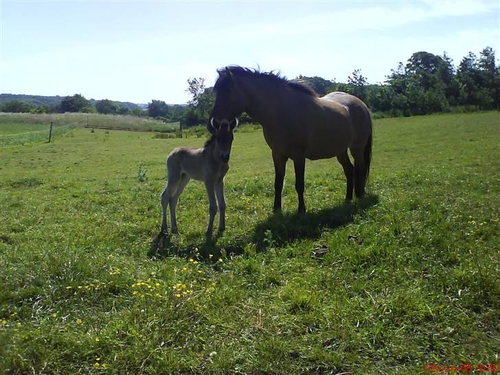 Islænder Flaga billede 3