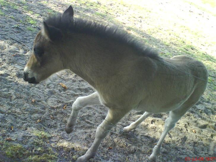 Islænder Flaga billede 4