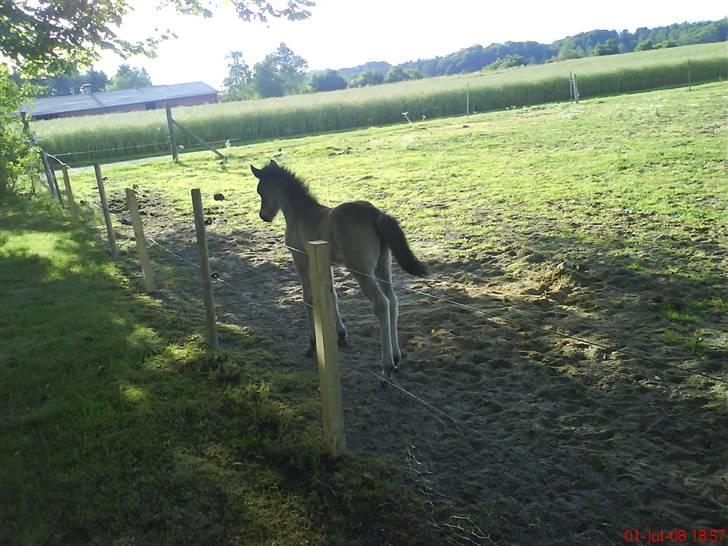 Islænder Flaga billede 5