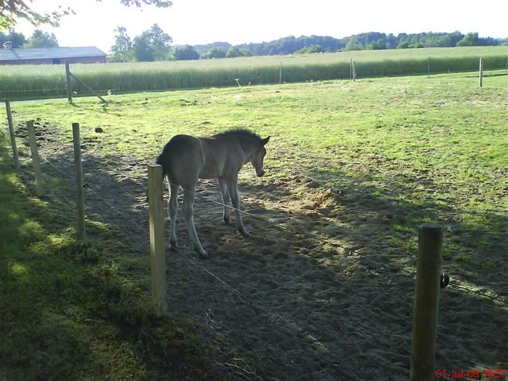 Islænder Flaga billede 6