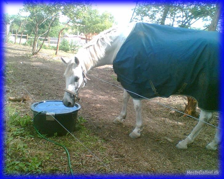 DSP STENVÆNGE SUPER STAR - 9) Fordi du var så smuk <3 billede 9