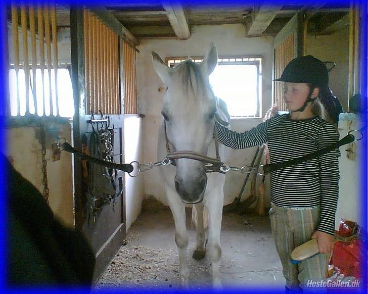 DSP STENVÆNGE SUPER STAR - 14) Fordi du var rolig på staldgangen <3 billede 14