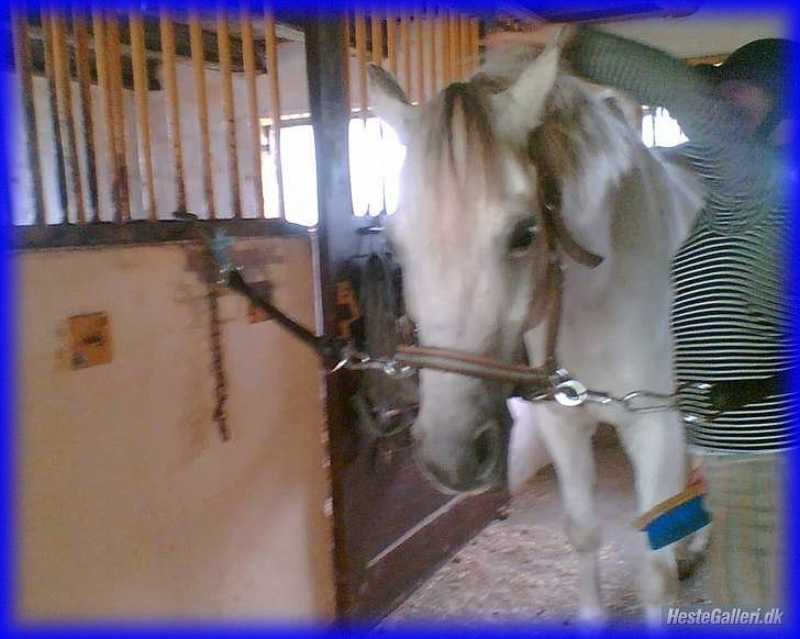 DSP STENVÆNGE SUPER STAR - 15) Fordi du fandt dig i næsten alt <3 billede 15