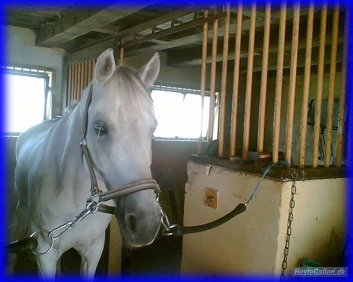 DSP STENVÆNGE SUPER STAR - 16) Fordi jeg stadig elsker dig! <3 billede 16