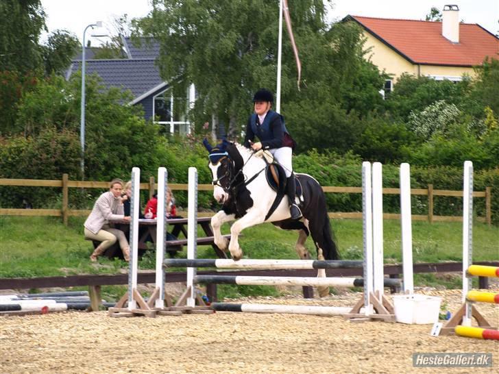 Irish Cob athos<333 - klubmesterskabet i spring  billede 6
