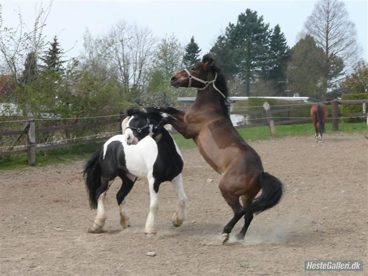 Irish Cob athos<333 - buster stejler op af athos oh my god billede 7