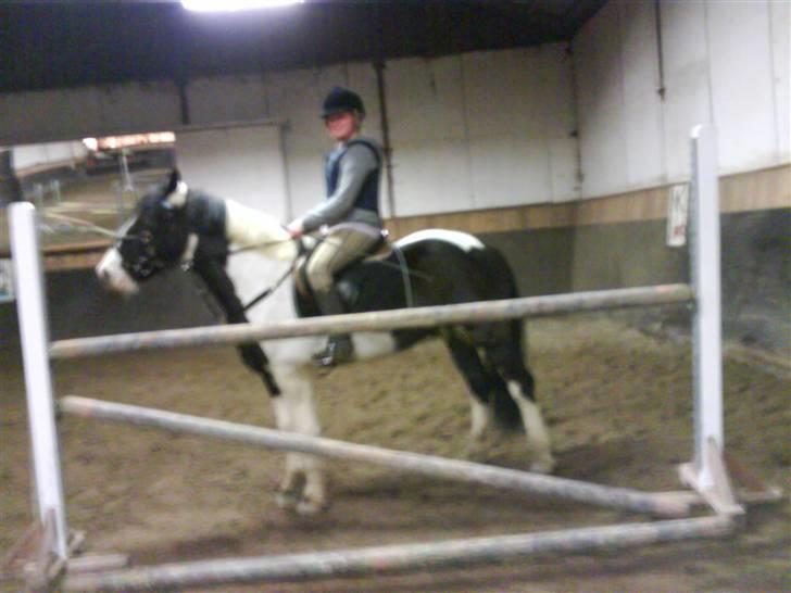 Irish Cob athos<333 - her har vi lige sprunget 1/20 CM  billede 8