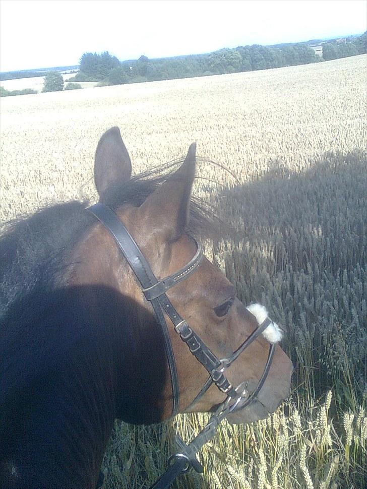 Anden særlig race Bette Hansen billede 16