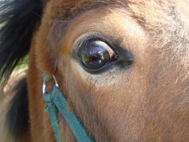 Islænder Myra || fra Dalsgaard billede 11