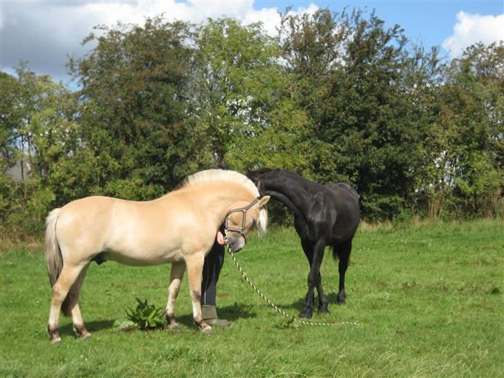 Fjordhest Larsen  "Lasse" solgt - Uff hvor er jeg lækker og beernt er bare misundelig billede 11