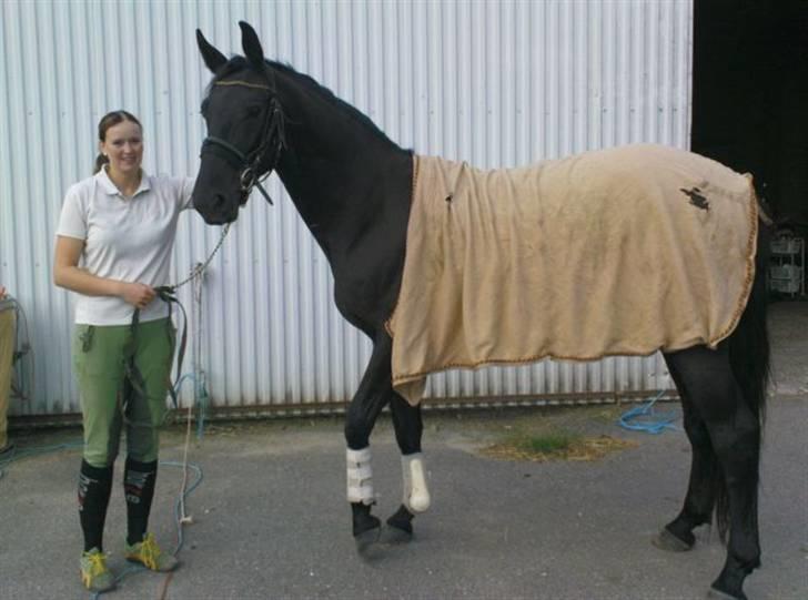 Dansk Varmblod Bysteds Bluca  SOLGT - I starten  billede 4