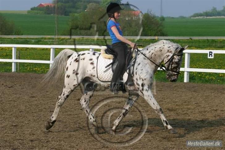 Anden særlig race Galant<3 (aflivet) :´( - Jaaaa.... Ude på fold :) billede 1