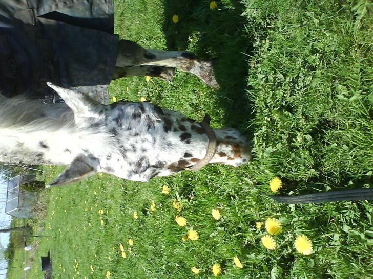 Anden særlig race Galant<3 (aflivet) :´( - Græs.... lækkert.. hihi :) billede 2