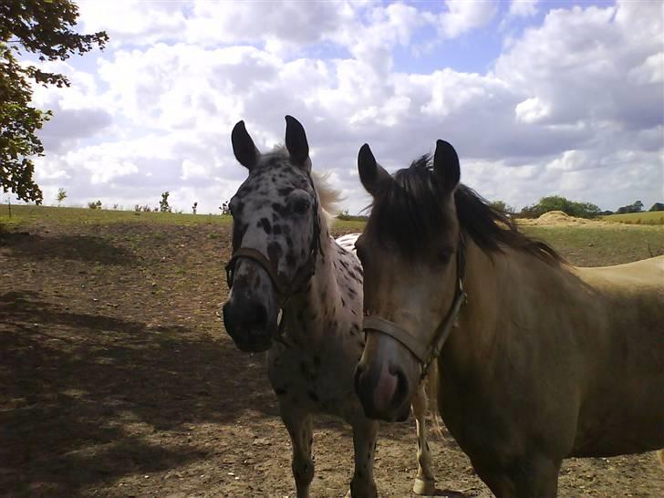Anden særlig race Galant<3 (aflivet) :´( - Ham og Blanke.... hihi :) billede 3