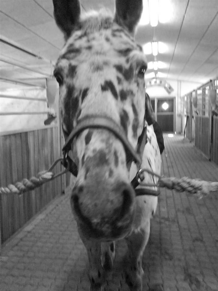 Anden særlig race Galant<3 (aflivet) :´( - skal til at sadle op... hehe billede 4