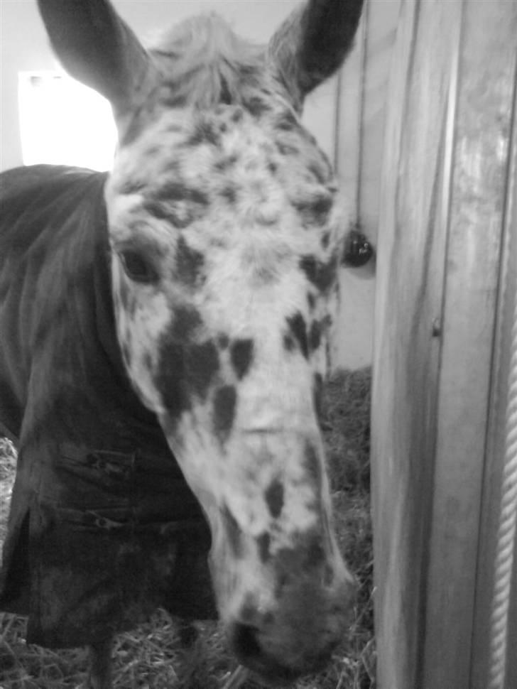 Anden særlig race Galant<3 (aflivet) :´( - Har lige redet nu er han træt.... billede 5