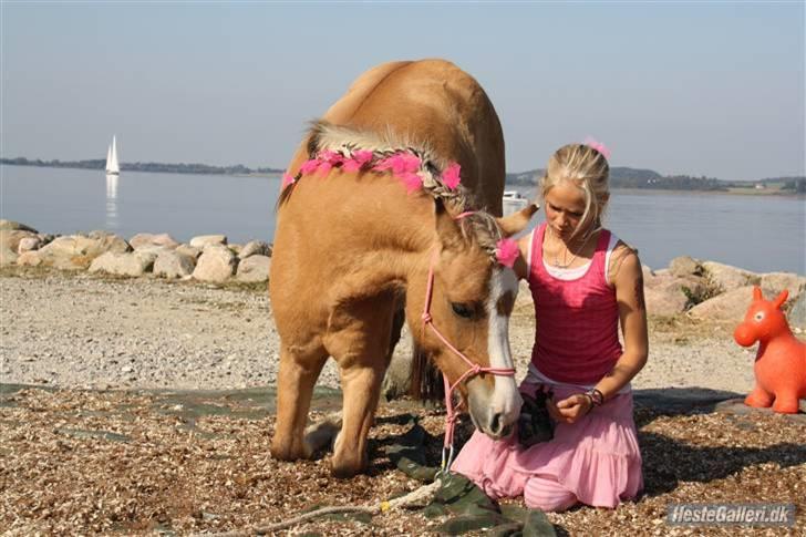 Anden særlig race Princess R.I.P †SOULMATE† - Holbækmessen, du elskede at knæle!.. <3  Foto. Ida Tømming<3 billede 6