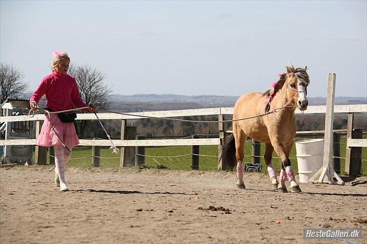Anden særlig race Princess R.I.P †SOULMATE† - Longe til opvisning på Karsbjerggård!(; Jeg vil altid elske dig!;* <3 Foto Cille Madsen<3 billede 7