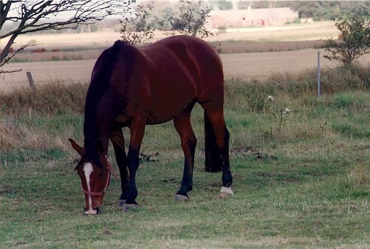 Dansk Varmblod Riddle Logo billede 10