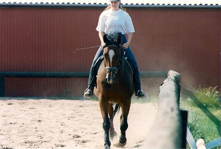 Dansk Varmblod Riddle Logo billede 11