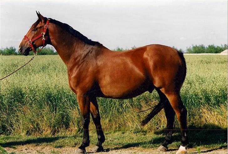 Dansk Varmblod Riddle Logo billede 12