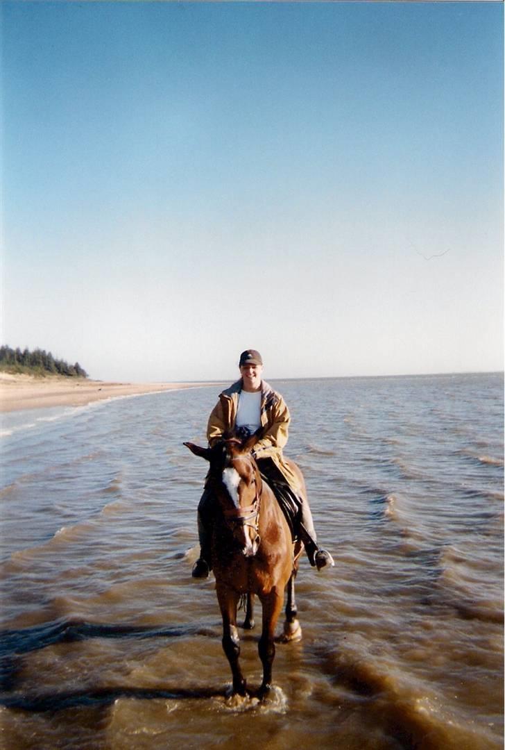 Dansk Varmblod Riddle Logo billede 13