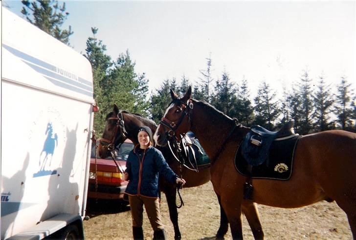 Dansk Varmblod Riddle Logo billede 14