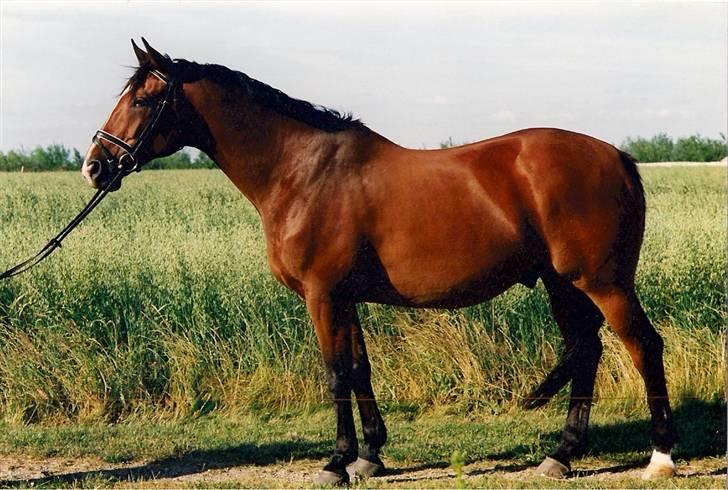 Dansk Varmblod Riddle Logo billede 15