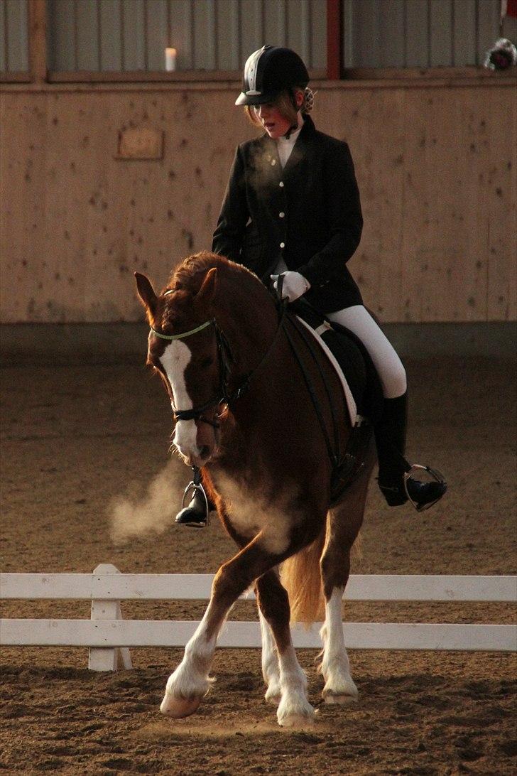 Welsh Cob (sec D) Dorthealyst Moonraker (L) - b-pony - Moonie og jeg til distriktstævne i AAGS. her i vores første LA2, hvor vi blev nummer 2 med 61,88% :-D - foto: Laura Bogut billede 8