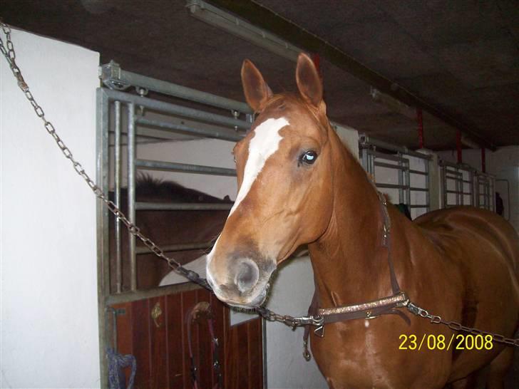 Dansk Varmblod Premira Pride * Himmelhest* <3 billede 9