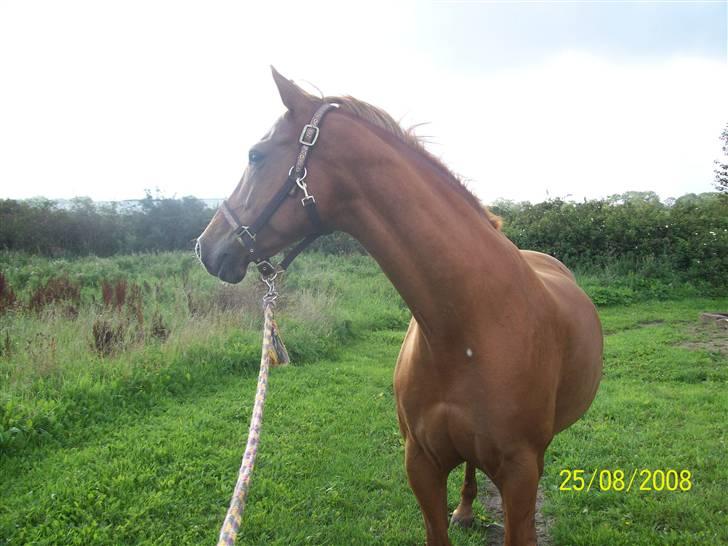 Dansk Varmblod Premira Pride * Himmelhest* <3 billede 10