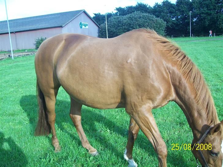 Dansk Varmblod Premira Pride * Himmelhest* <3 billede 11