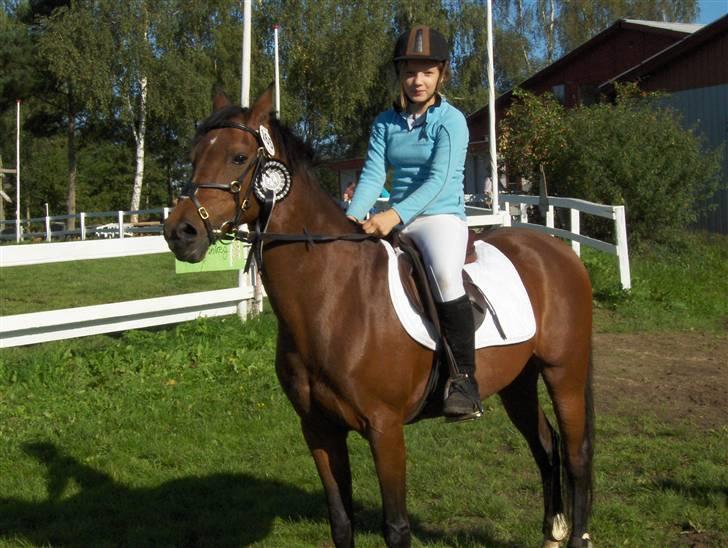 Welsh Pony (sec B) Leonie I LOVE YOU!(solgt) - vi fik en roset får nul fejl  billede 13