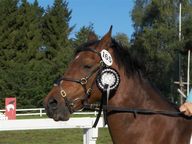 Welsh Pony (sec B) Leonie I LOVE YOU!(solgt) - Gaaaaaaaaaaab hvor er jeg træt  billede 14