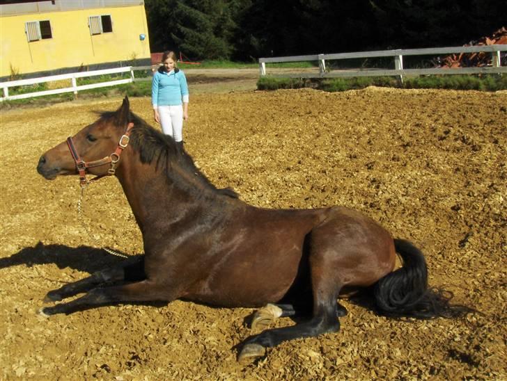 Welsh Pony (sec B) Leonie I LOVE YOU!(solgt) - ligger og daser lidt  billede 15