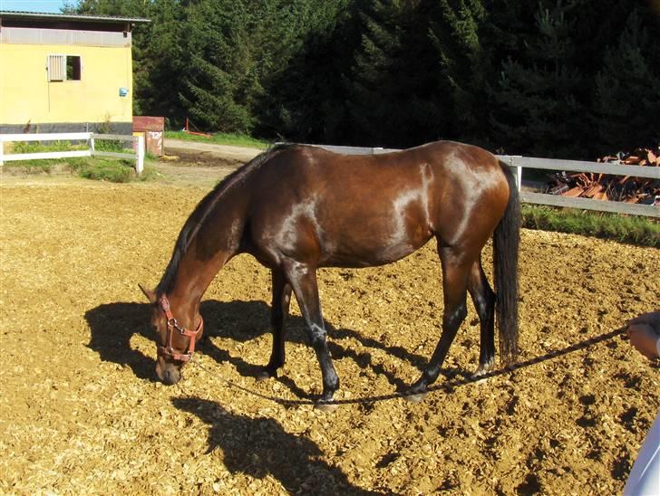 Welsh Pony (sec B) Leonie I LOVE YOU!(solgt) - man får godt meget sand på næsen;) billede 17