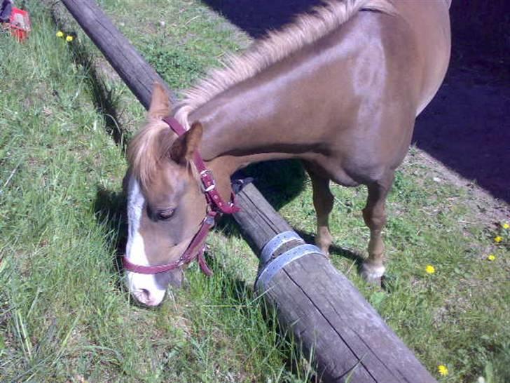 Anden særlig race laika billede 1