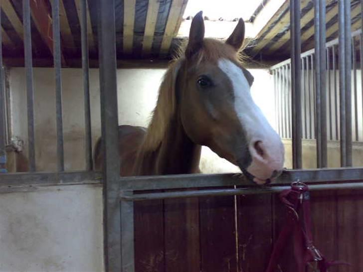 Anden særlig race laika billede 3