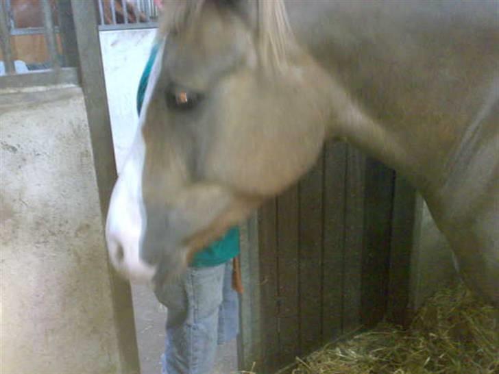 Anden særlig race laika billede 4