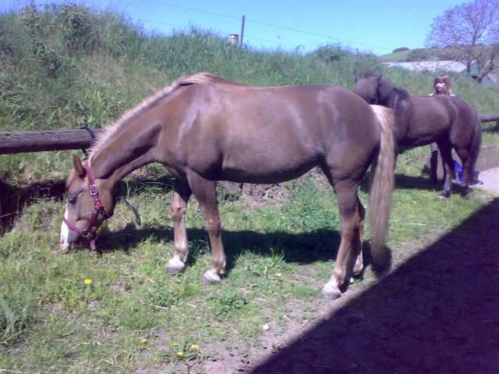 Anden særlig race laika billede 5
