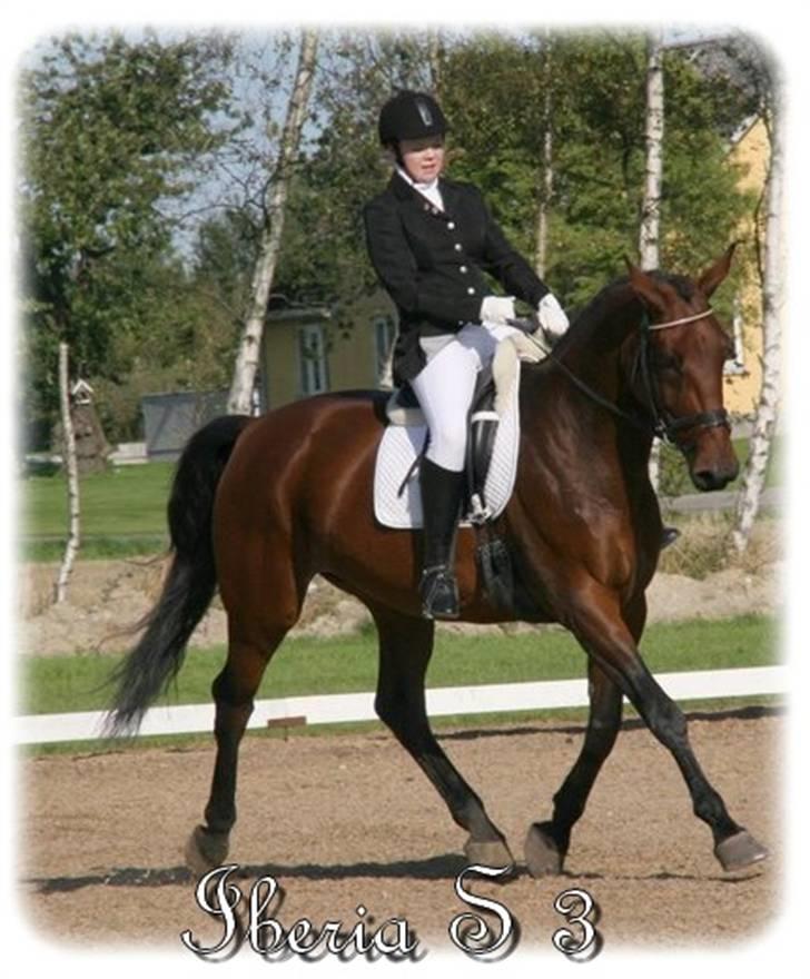 Anden særlig race | Iberia S 3 | - Xx 10 xX  Stævne på Ib. Bogø 2008 LA1. D. 13/9-08. Foto: Linette Christensen billede 9