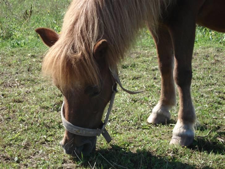 Shetlænder Masja billede 1
