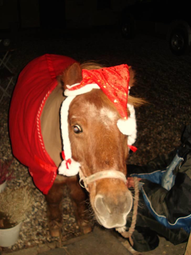 Shetlænder Masja billede 2