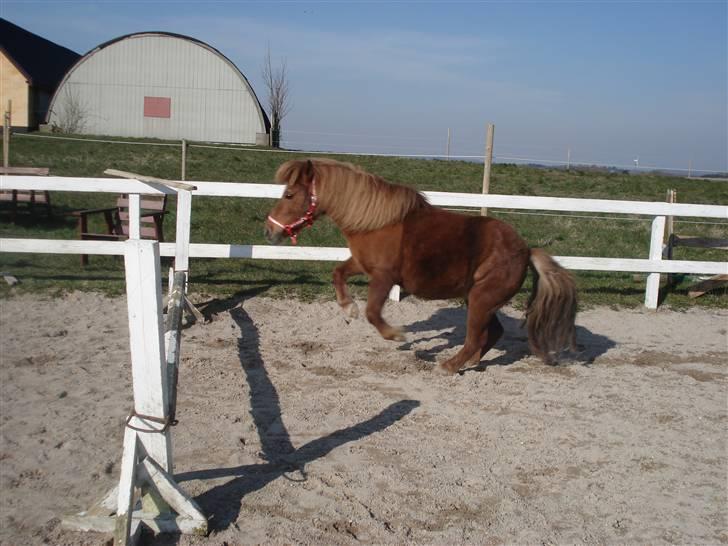 Shetlænder Masja billede 3