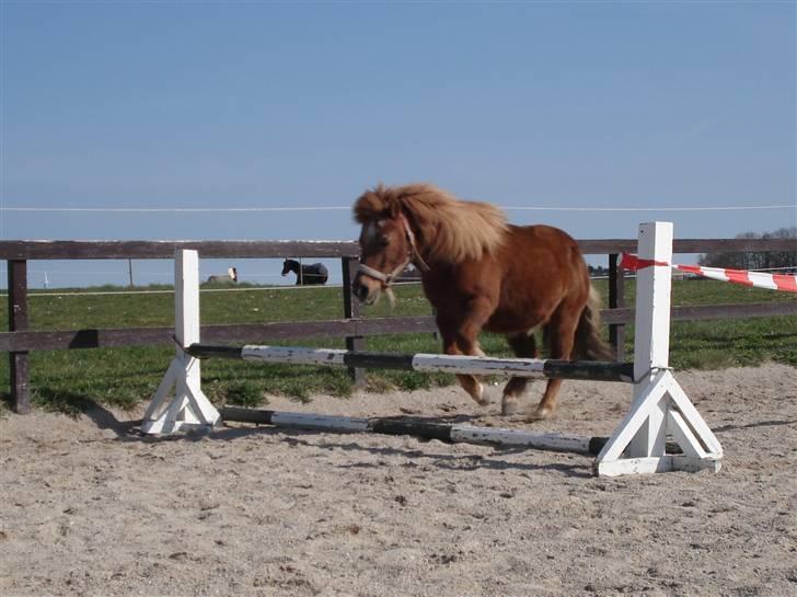 Shetlænder Masja billede 4